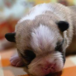 Alpha - Seal brindle and white male Boston Terrier puppy in Kingsport, Tennessee from Irish Heart Bostons