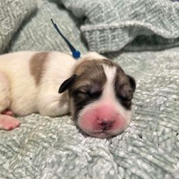 Dark Blue - White and badger male Great Pyrenees puppy in Bloomington, Illinois from Odyssey Great Pyrenees