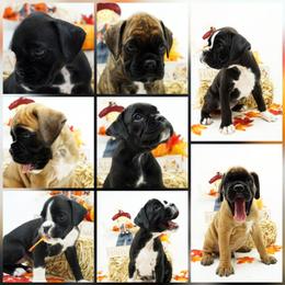 Boxer Puppies from RT Boxers