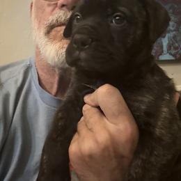 Bullmastiff Puppies from Silverback Bullmastiffs