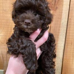 Cockapoo Puppies from Ouachita River Cockspoos