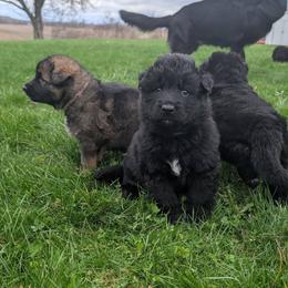 German Shepherd Puppies from Von Nikolaos German Shepherds
