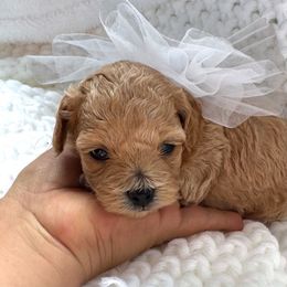 Maltipoo puppies from GlamPaw Maltipoos