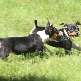 Rat Terrier Puppies from Walnut Acre Decker Terrier and ODT