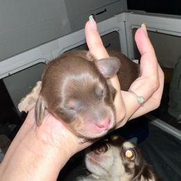 Cinnamon - Fawn (isabella) and cream female Dachshund puppy in Salisbury, North Carolina from Shy’s Teenie Weenies