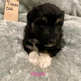 Vegas - Black tri-color female Australian Shepherd puppy in Wisconsin Dells, Wisconsin from Nicara kennel