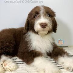 Jonesy - Chocolate male Double Doodle puppy in Southwest Ranches, Florida from Dandy Doodle Ranch