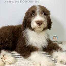 Jonesy - Chocolate male Double Doodle puppy in Southwest Ranches, Florida from Dandy Doodle Ranch