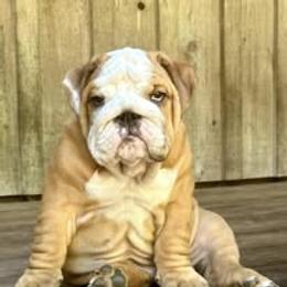 Bulldog Puppies from Bullgodz English Bulldogs