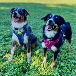 Miniature American Shepherds from Texas Enchanted Mini Aussies