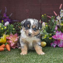 Maid Marion - Blue merle female Australian Shepherd puppy in Fallon, Nevada from Double H Australian Shepherds