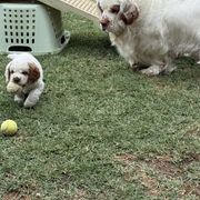 Clumber Spaniel All Grown Up from Ruxland Clumber Spaniels