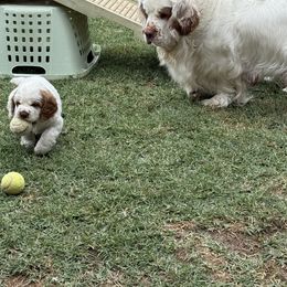 Clumber Spaniel All Grown Up from Ruxland Clumber Spaniels
