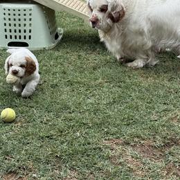 Clumber Spaniel All Grown Up from Ruxland Clumber Spaniels