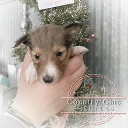 Shetland Sheepdog Puppies from Country Chic Shelties