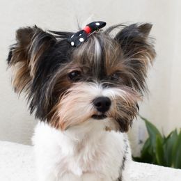 Gemmie - Yorkshire Terrier