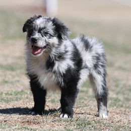 Australian Shepherd Puppies from Rockin Rafter L Aussies