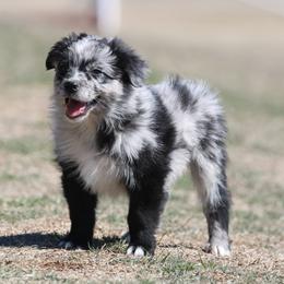 Australian Shepherd Puppies from Rockin Rafter L Aussies