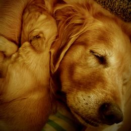 Flat-Coated Retriever and Golden Retriever Puppies from LaDean Faris