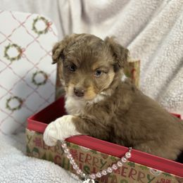 Holly - Red tri-color female Australian Shepherd puppy in Waxahachie, Texas from Volks Aussies