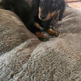 Dachshund All Grown Up from Brit’s Doxie Crossing