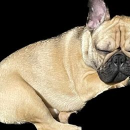 French Bulldogs from Asher's Frenchies