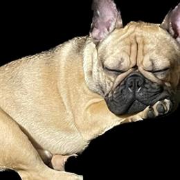 French Bulldogs from Asher's Frenchies