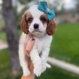 Jan - Blenheim female Cavapoo puppy in Spanish Fork, Utah from Sugar Doodles Pups