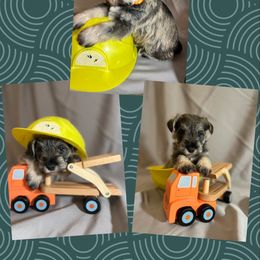 Miniature Schnauzer Puppies from Simply Charming Mini’s