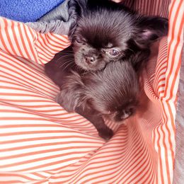 Chihuahua Puppies from Elegant Exotic Chihuahua's