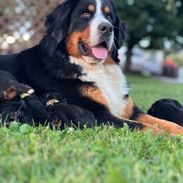 Charlotte 2 - Black rust and white female Bernese Mountain Dog puppy in Stone Creek, Ohio from Highland Meadows