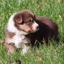 George - Red tri-color male Australian Shepherd puppy in Springville, New York from RisingStar Australian Shepherds