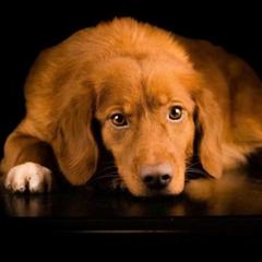 Nova Scotia Duck Tolling Retrievers from Stellar Kennels