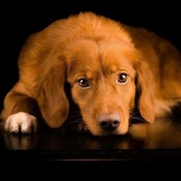 Nova Scotia Duck Tolling Retrievers from Stellar Kennels