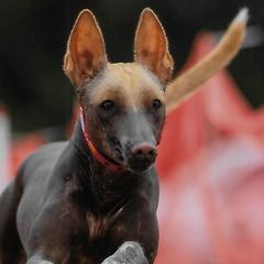 Chinese Cresteds and Xoloitzcuintli from Xcel's Xoloitzcuintli and Chinese Cresteds