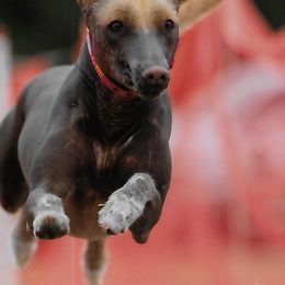 Chinese Cresteds and Xoloitzcuintli from Xcel's Xoloitzcuintli and Chinese Cresteds