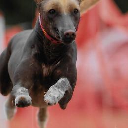 Chinese Cresteds and Xoloitzcuintli from Xcel's Xoloitzcuintli and Chinese Cresteds