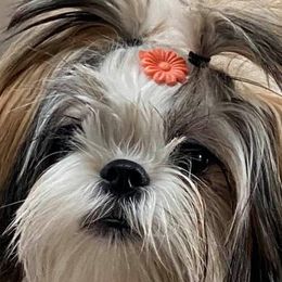 Reecee - Shih Tzu