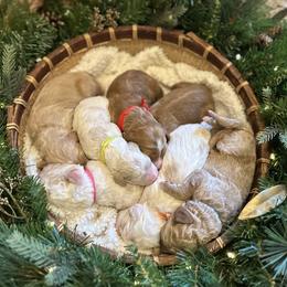 Goldendoodles from Aloha Maui Goldendoodles