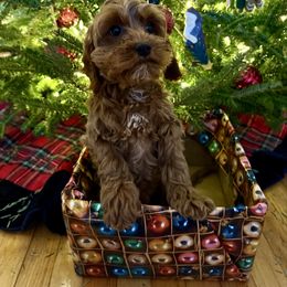 Candy - Red female Cavapoo puppy in Bozrah, Connecticut from Cedar Creek Farm