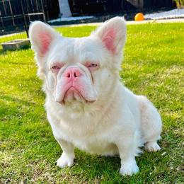 PINKCOIN - French Bulldog