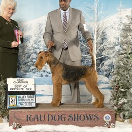 Shuri - Airedale Terrier