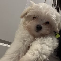 Third - Maltese