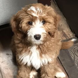 Goldendoodle and Poodle Puppies from Gloriasgoldendoodles
