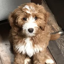 Goldendoodle and Poodle Puppies from Gloriasgoldendoodles