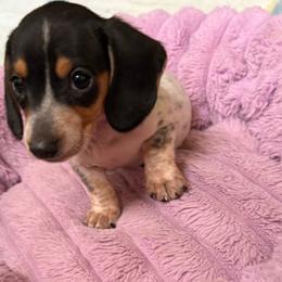 Clyde - Piebald male Dachshund puppy in Ft Smith, Arkansas from Louis' Litters