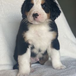 Bernese Mountain Dog Puppies from Blue Ridge Bernese