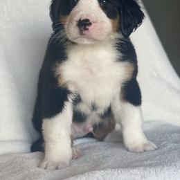 Bernese Mountain Dog Puppies from Blue Ridge Bernese