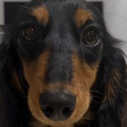 Dachshunds from PapaDox Miniature Dachshunds