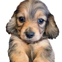 Smallest Boy 3 - Cream male Dachshund puppy in Medina, Ohio from STORIED DOXIES
